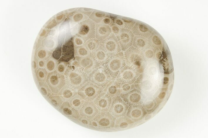 2.8" Polished Petoskey Stone (Fossil Coral) - Michigan